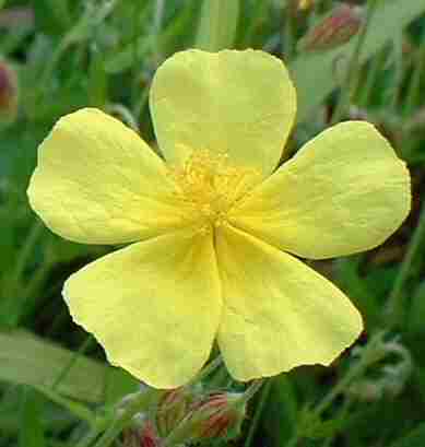 Common Rock-rose - Dave Mitchell